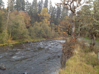 River trees bird flying forest - river free wallpaper for desktop