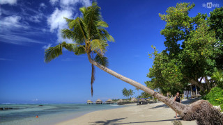Palm tree beach people walking - palm tree free wallpaper for desktop
