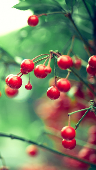 Red berries tree branch leaves - free nature wallpaper