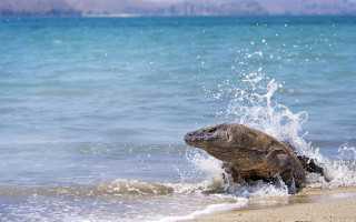 Turtle splashing water beach ocean - a turtle free wallpaper