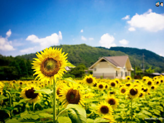 Sunflower field house blue sky - free summer wallpaper