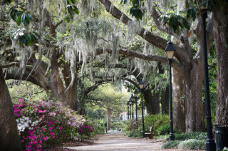 Tree lined street lamppost flowers - a lamp post free wallpaper