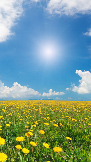 Yellow flower field bright sun - free spring wallpaper for mobile