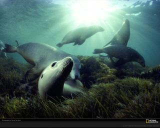 Sea lions swimming ocean sunlight - sun free wallpaper for desktop