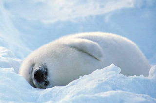 Polar bear sleeping snow head - brian snøddy free wallpaper