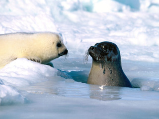 Seal and seal in the - free valentines wallpaper for desktop