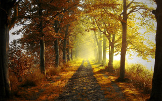 Forest path trees grass nature 2 - both side of it free wallpaper for desktop