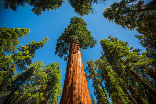 Tall tree forest blue sky - charles fremont conner free wallpaper