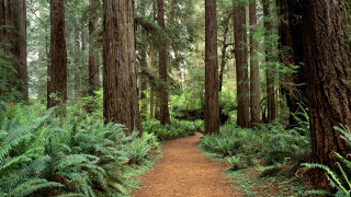 Forest path trees ferns dirt - free forest wallpaper