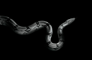 Snake dark tail curled head - its tail free wallpaper