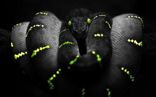 Black green snake yellow striped - its head and neck free wallpaper