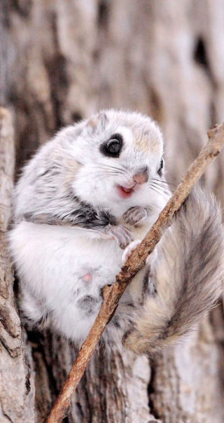 Small rodent tree branch mouth - free nature wallpaper for mobile