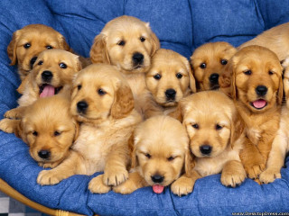Puppies blue chair tongues out 2 - their head free wallpaper
