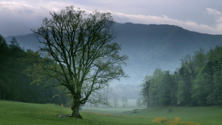 Lone tree grassy field mountains 3 - misty free wallpaper