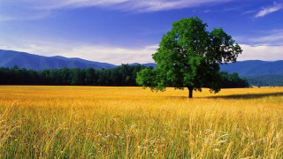 Lone tree tall grass mountains - the background in the distance free wallpaper