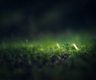 Small plant growing grass dark - a small plant free wallpaper