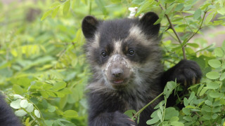 Black white animal bush green - a bush free wallpaper for desktop