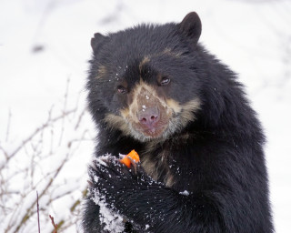 Black bear eating carrot snow - a black bear free wallpaper