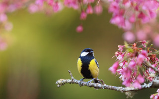 Bird branch pinkflowers macro blurry - a branch free wallpaper for desktop