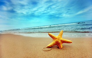 Starfish beach ocean waves crashing - a starfish free wallpaper