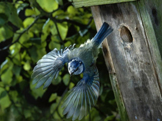 Blue bird flying birdhouse tree - forest free wallpaper