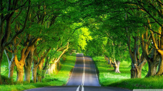 Road surrounded trees grass green - both side free wallpaper