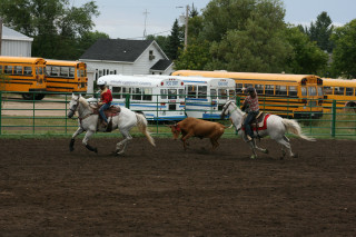 Horses couple cow bus urban - ancell stronach free wallpaper