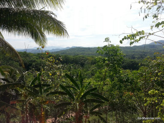 Tropical forest mountains trees blue - jungle free wallpaper