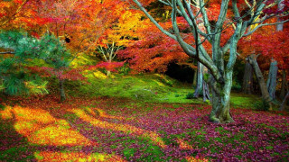 Colorful forest fall colors trees - the ground and the ground free wallpaper