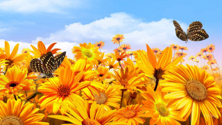 Yellow flowers butterflies flying sky - over them free wallpaper