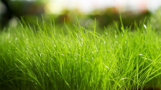 Green grass water droplets nature - grass free wallpaper for desktop