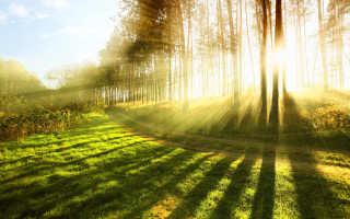 Grassy field path trees sunlight - radiant free wallpaper for desktop