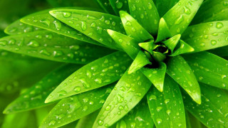 Green plant water droplets macro 8 - a green plant free wallpaper