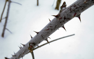 Thorny branch spikes sky clouds - sharp high detail free wallpaper