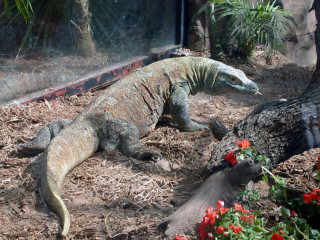 Large lizard garden tree flowers - a garden area free wallpaper