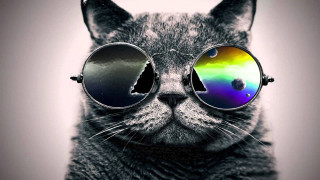 Cat sunglasses rainbow reflection black - the len free wallpaper