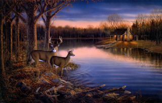 Deer lake sunset cabin nature - two deer free wallpaper