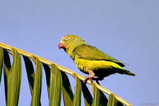 Green bird palm leaf blue - bholekar srihari free wallpaper