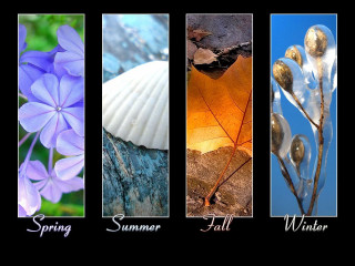 Flowers leaves spring pictures different - the bottom free wallpaper