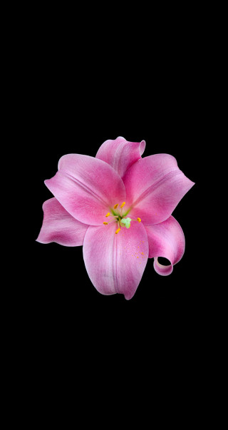 Pink flower green center black - affinity photo free wallpaper for mobile