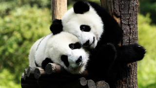 Two panda bears sitting tree 2 - chen chi free wallpaper