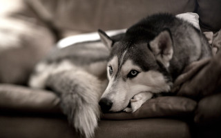 Husky dog couch pillow head - his paw free wallpaper