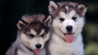 Two husky dogs sitting panting - the camera mans eye free wallpaper