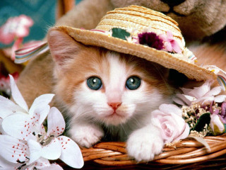 Kitten hat basket flowers teddy 7 - a basket free wallpaper