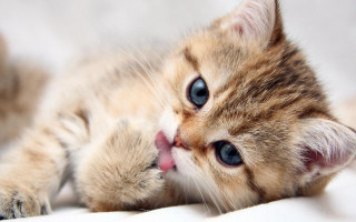Kitten laying back tongue out 4 - its tongue free wallpaper