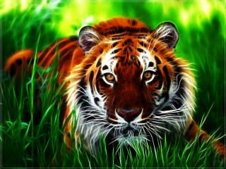 Tiger walking through grass in 2 - the camera len free wallpaper
