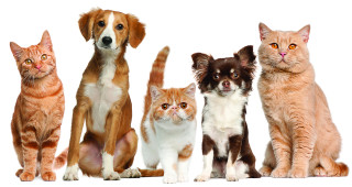 Cats dogs sitting white background - bourgeoi free wallpaper for desktop