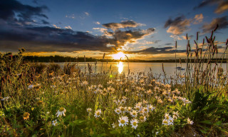 Sunset lake wildflowers foreground boat - free summer wallpaper