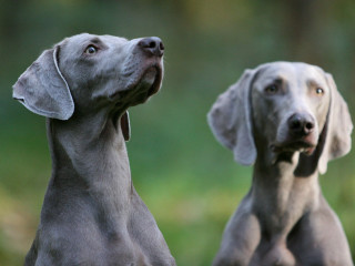 Two dogs looking up ears - two dog free wallpaper