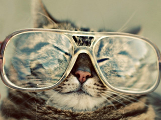 Cat glasses closed eyed tilted - glass free wallpaper